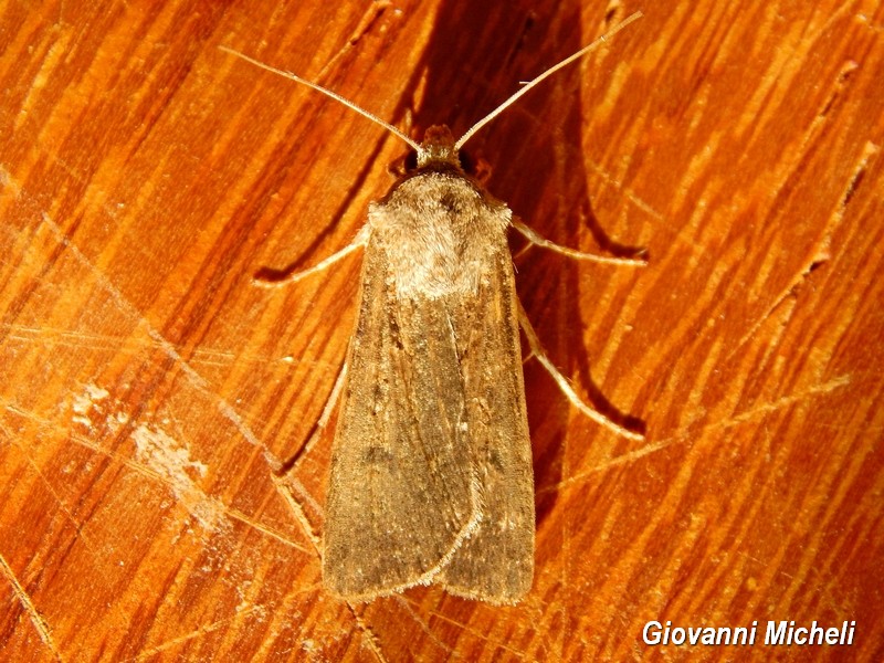 Noctuidae da ID